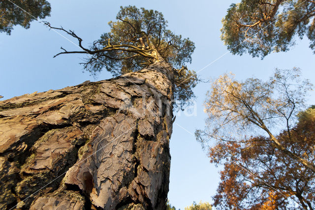 Grove den (Pinus sylvestris)