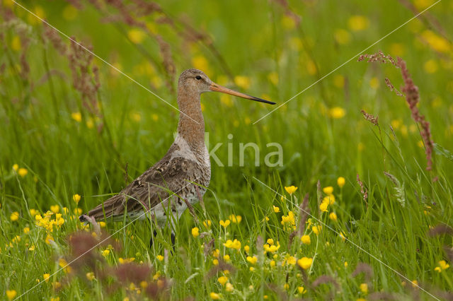 Black-tailed Godwit (Limosa limosa)