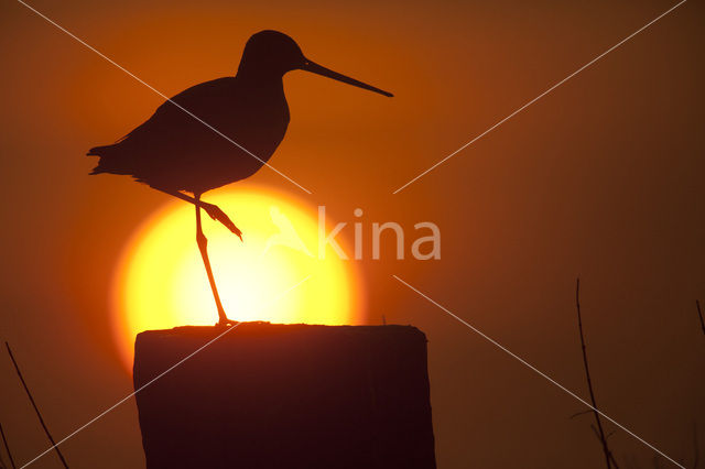 Grutto (Limosa limosa)