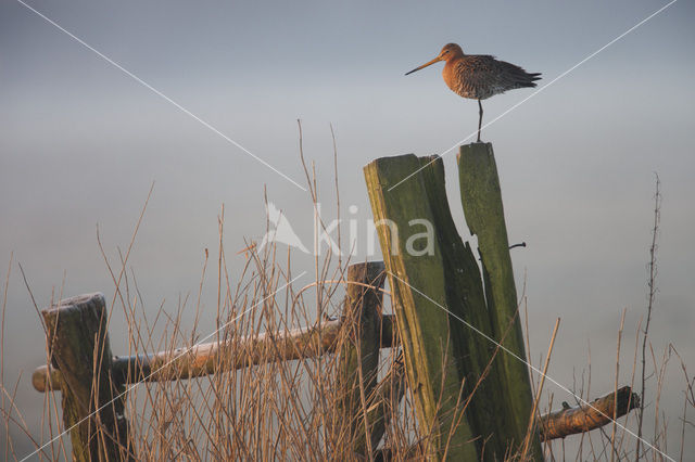 Black-tailed Godwit (Limosa limosa)