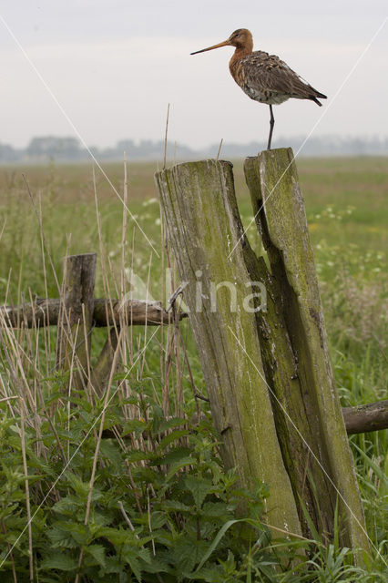 Black-tailed Godwit (Limosa limosa)