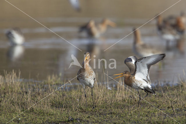 Grutto (Limosa limosa)