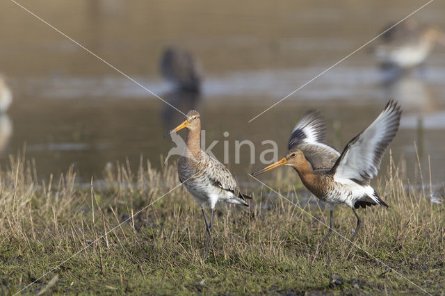 Grutto (Limosa limosa)