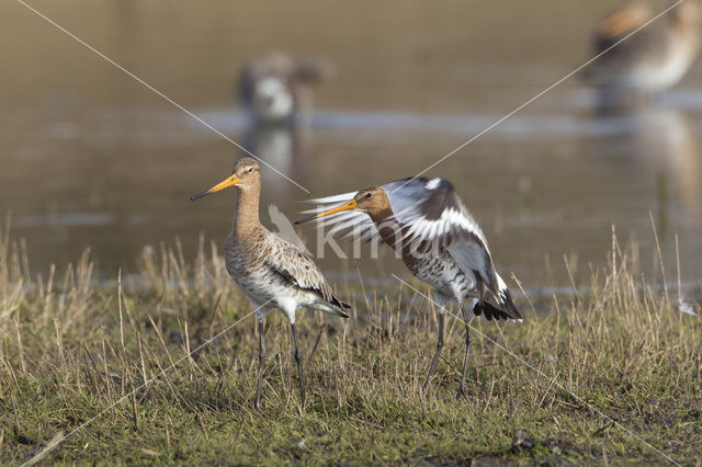 Black-tailed Godwit (Limosa limosa)