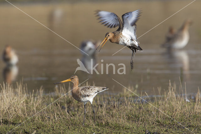 Black-tailed Godwit (Limosa limosa)