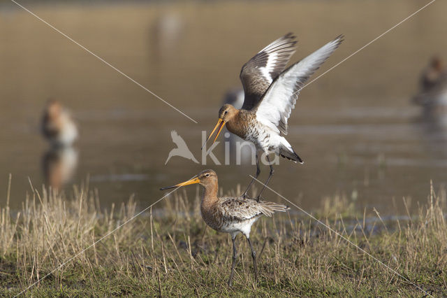 Black-tailed Godwit (Limosa limosa)