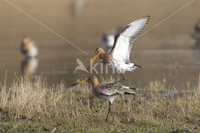 Grutto (Limosa limosa)