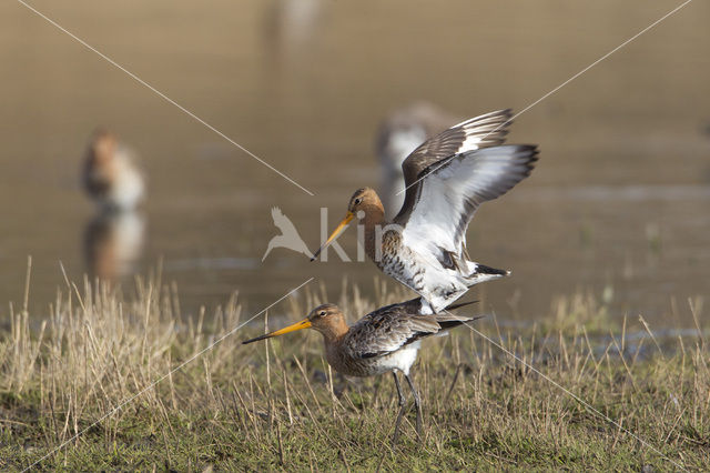 Black-tailed Godwit (Limosa limosa)