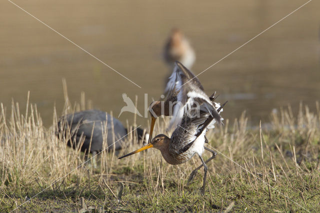 Black-tailed Godwit (Limosa limosa)