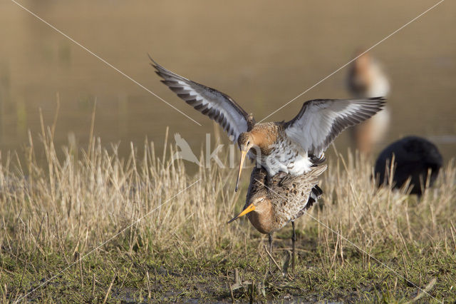 Black-tailed Godwit (Limosa limosa)