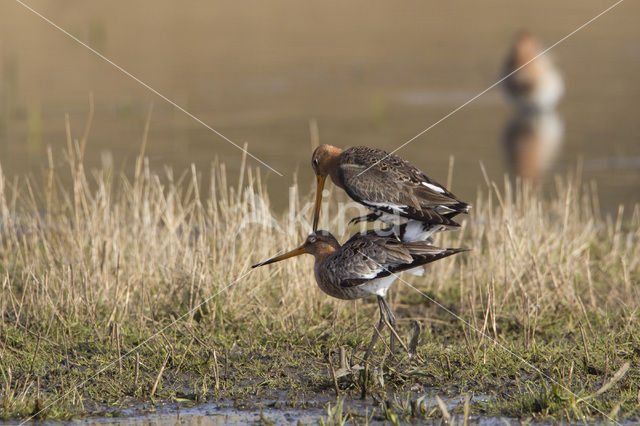 Grutto (Limosa limosa)