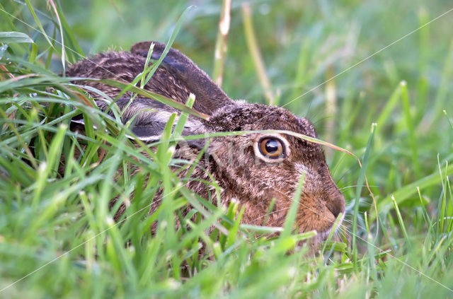 Brown Hare (Lepus europaeus)