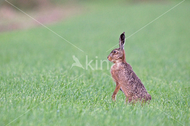 Brown Hare (Lepus europaeus)