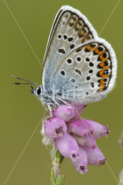 Silver Studded Blue (Plebejus argus)