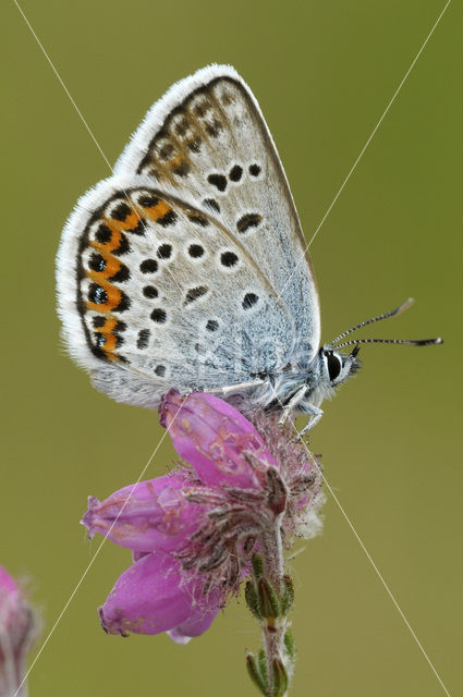 Silver Studded Blue (Plebejus argus)