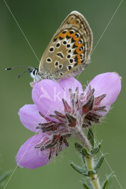 Silver Studded Blue (Plebejus argus)