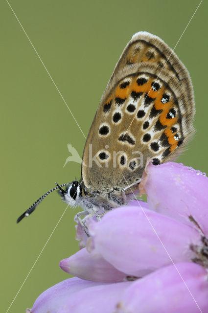 Silver Studded Blue (Plebejus argus)