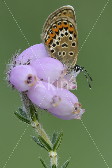 Silver Studded Blue (Plebejus argus)