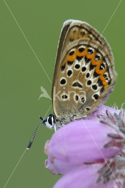 Silver Studded Blue (Plebejus argus)