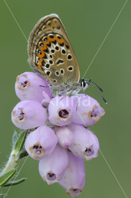 Silver Studded Blue (Plebejus argus)