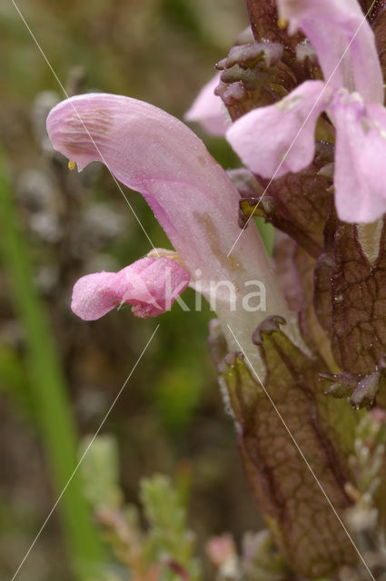 Heidekartelblad (Pedicularis sylvatica)