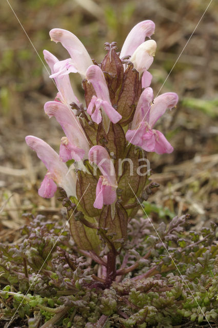 Heidekartelblad (Pedicularis sylvatica)