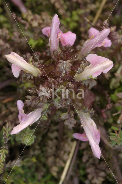 Heidekartelblad (Pedicularis sylvatica)