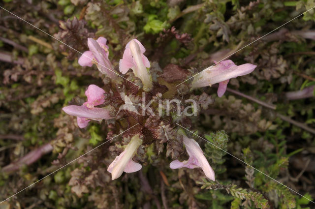 Heidekartelblad (Pedicularis sylvatica)