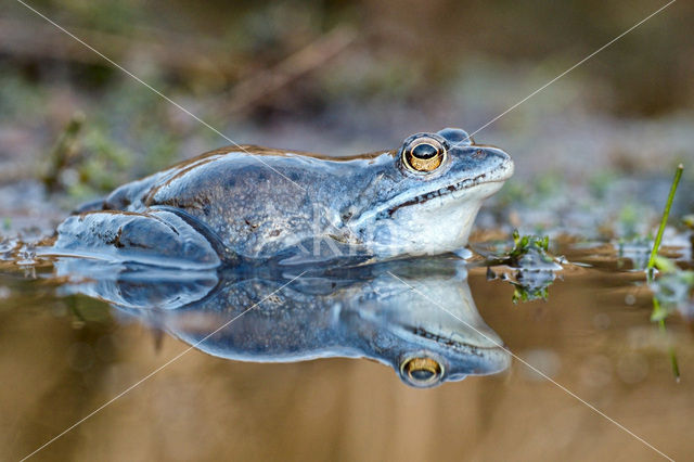 Moor Frog (Rana arvalis)