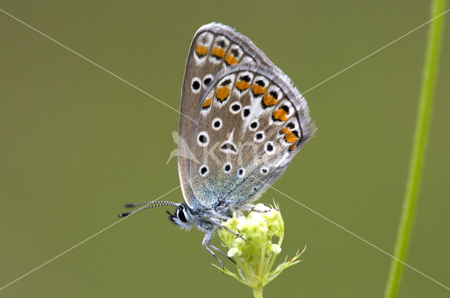 Common Blue (Polyommatus icarus)