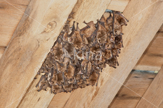 Ingekorven vleermuis (Myotis emarginatus)