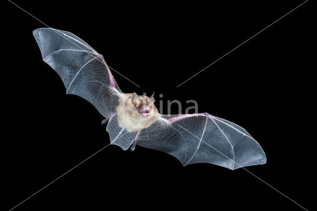 Geoffroy’s Bat (Myotis emarginatus)