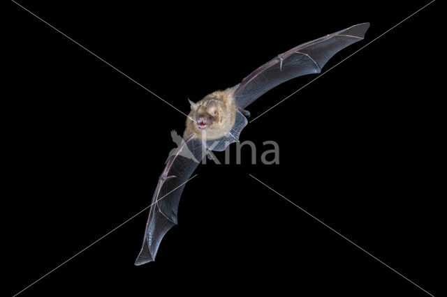 Ingekorven vleermuis (Myotis emarginatus)