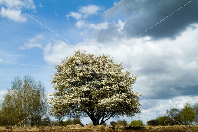 Internationaal Natuurpark Bourtanger Moor-Bargerveen