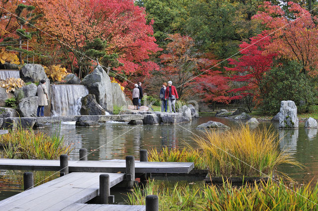 Japanse esdoorn (Acer palmatum)