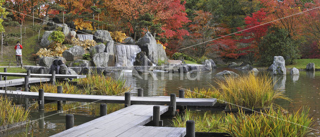 Japanse esdoorn (Acer palmatum)