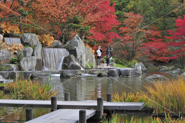 Japanese Maple (Acer palmatum)