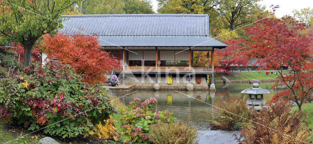 Japanese Maple (Acer palmatum)