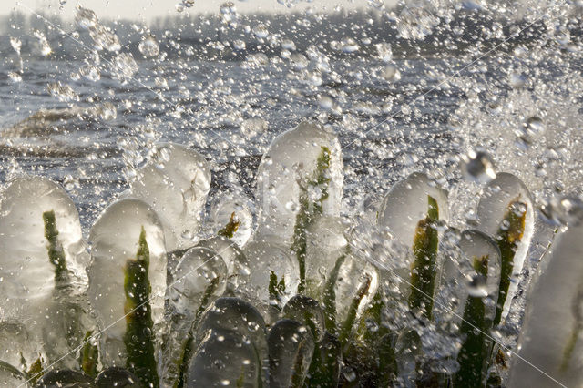 Kalmoes (Acorus calamus)