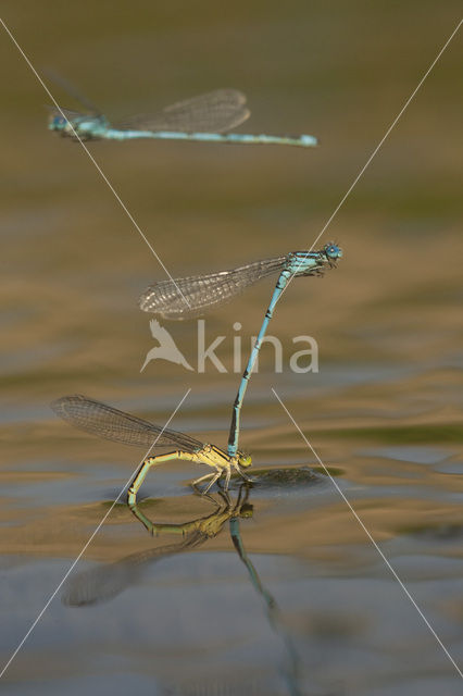 Damselfly (Erythromma lindenii)
