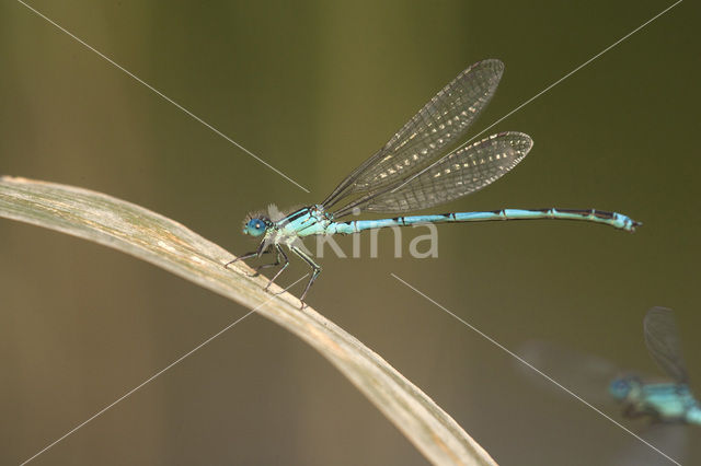 Damselfly (Erythromma lindenii)