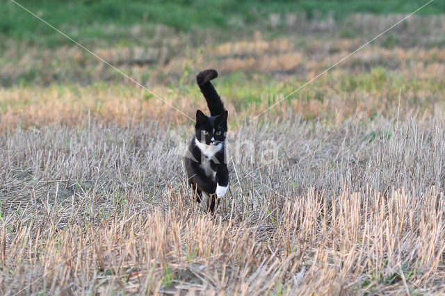 Cat (Felis domesticus