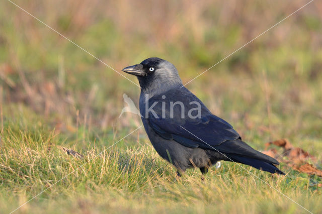 Eurasian Jackdaw (Corvus monedula)