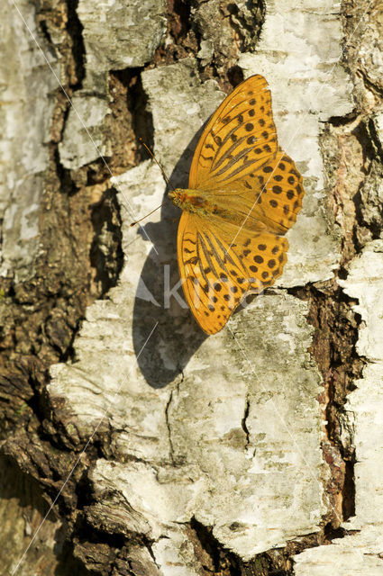 Silver-washed Fritillary (Argynnis paphia)