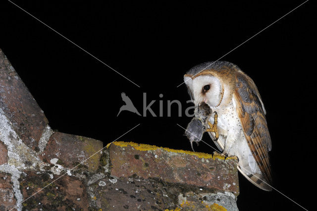 Barn Owl (Tyto alba)