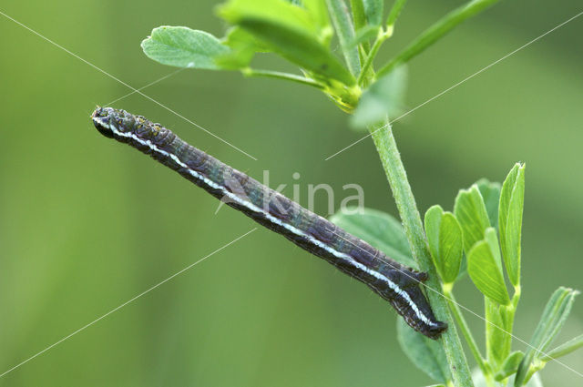 Klaverspanner (Chiasmia clathrata)