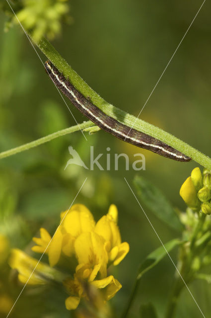 Klaverspanner (Chiasmia clathrata)