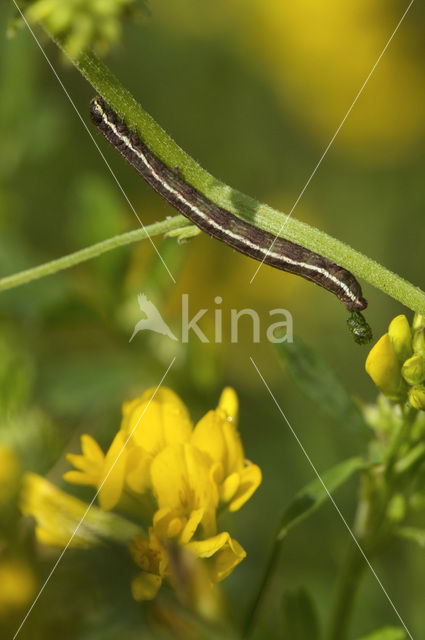 Klaverspanner (Chiasmia clathrata)