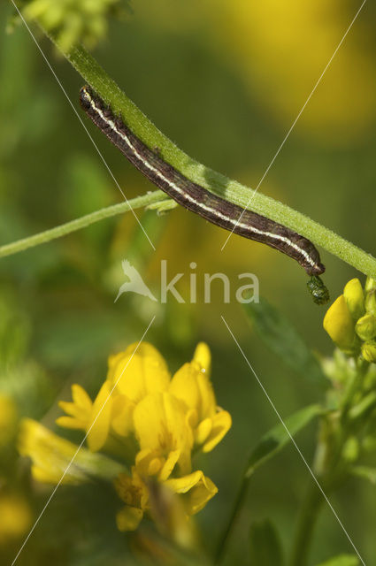 Klaverspanner (Chiasmia clathrata)