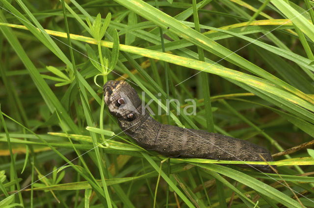 Klein avondrood (Deilephila porcellus)